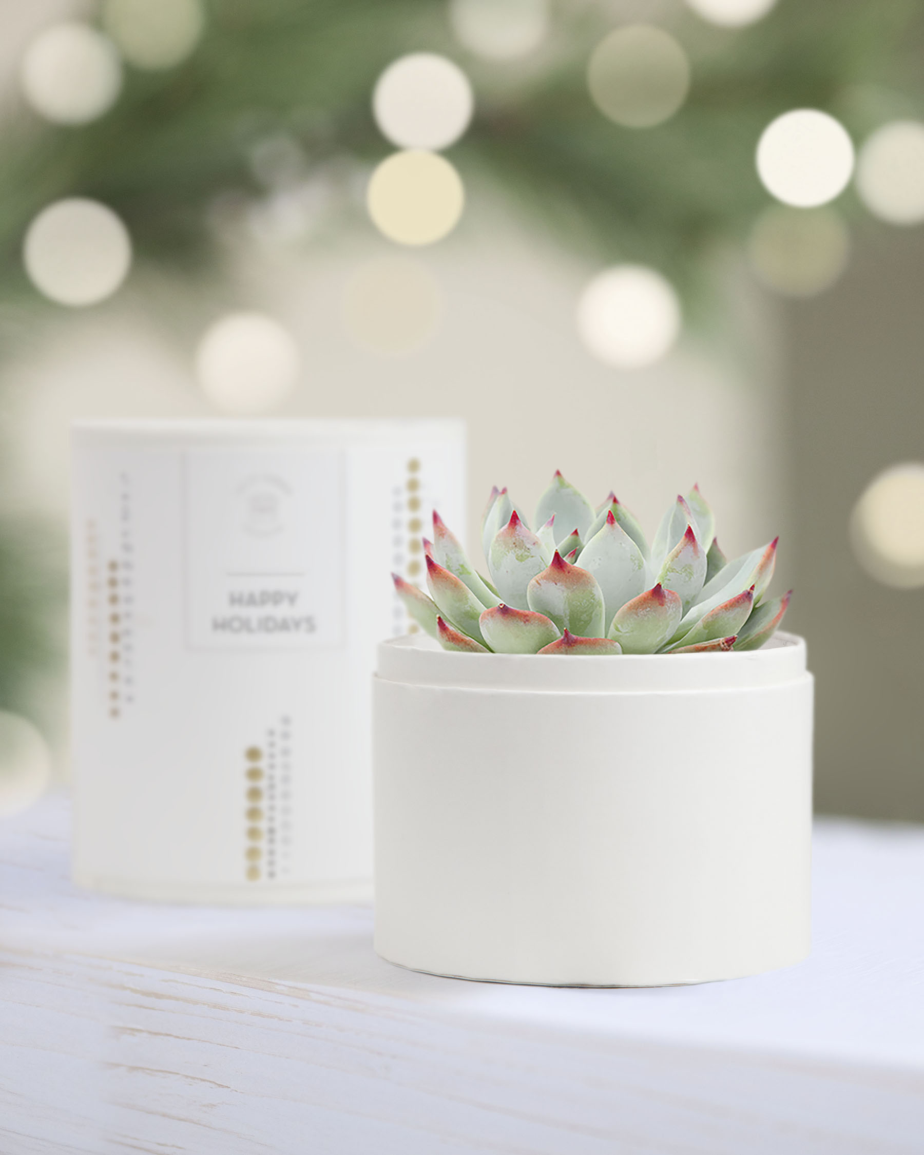 A customizable succulent in a white pot on a white table as for custom corporate gift ideas