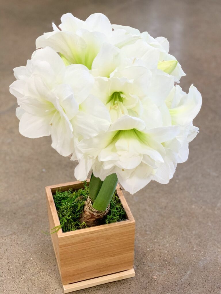 White flowers in brown wooden box