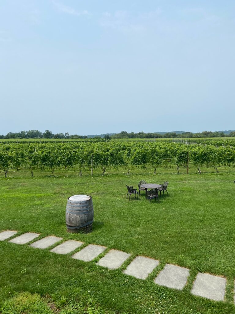 Green grass and vines at Macari Vineyards