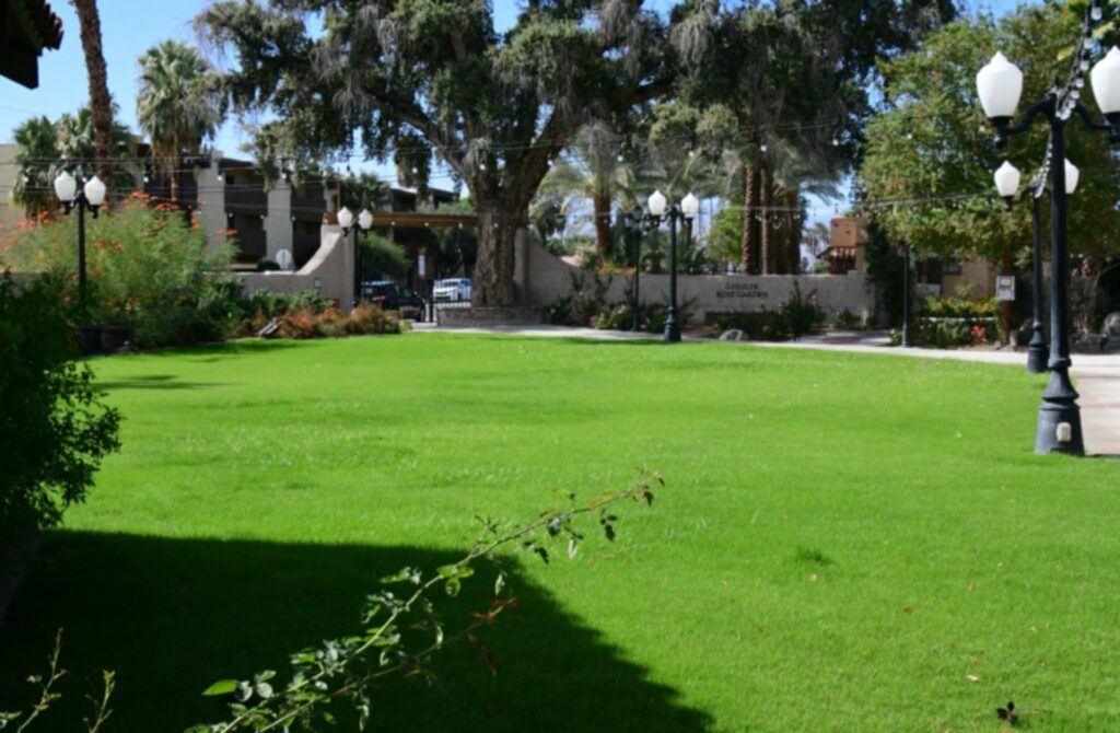 A large lawn with trees and light posts at Coachella event venue
